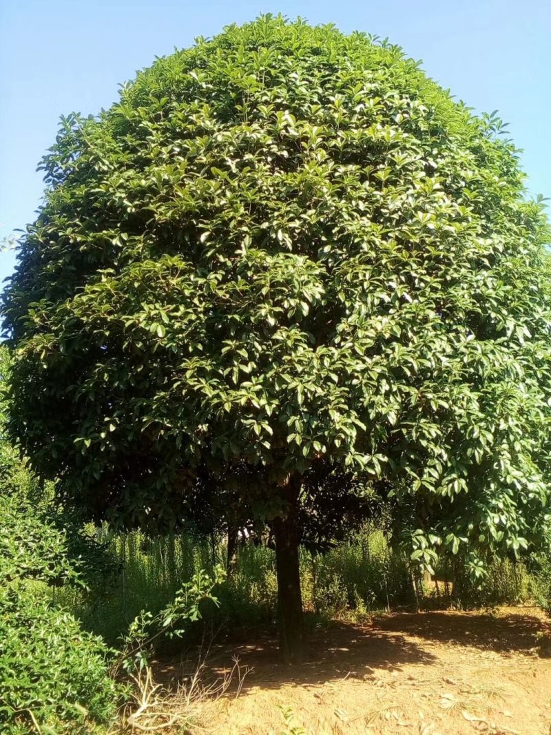 20公分桂花树，品质好，各种规格齐全，价格低。