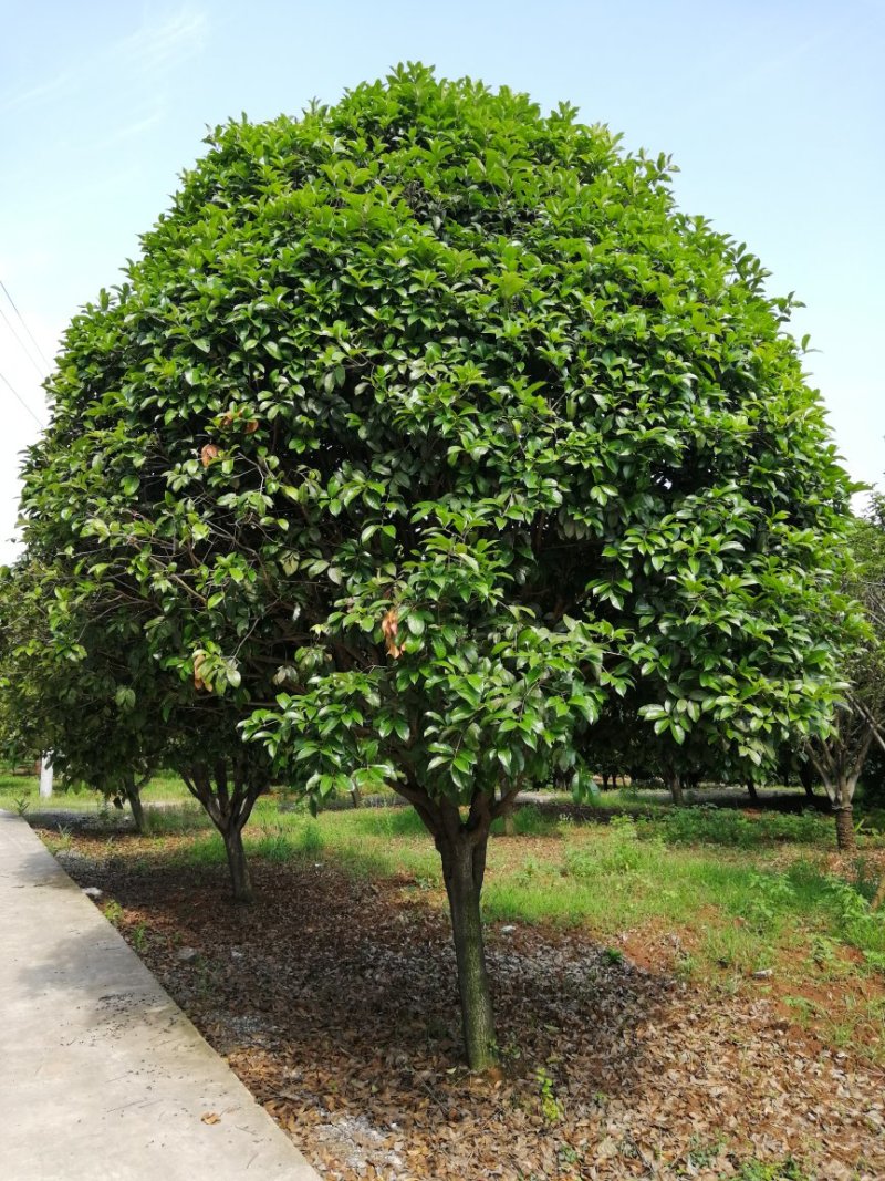 20公分桂花树，品质好，各种规格齐全，价格低。