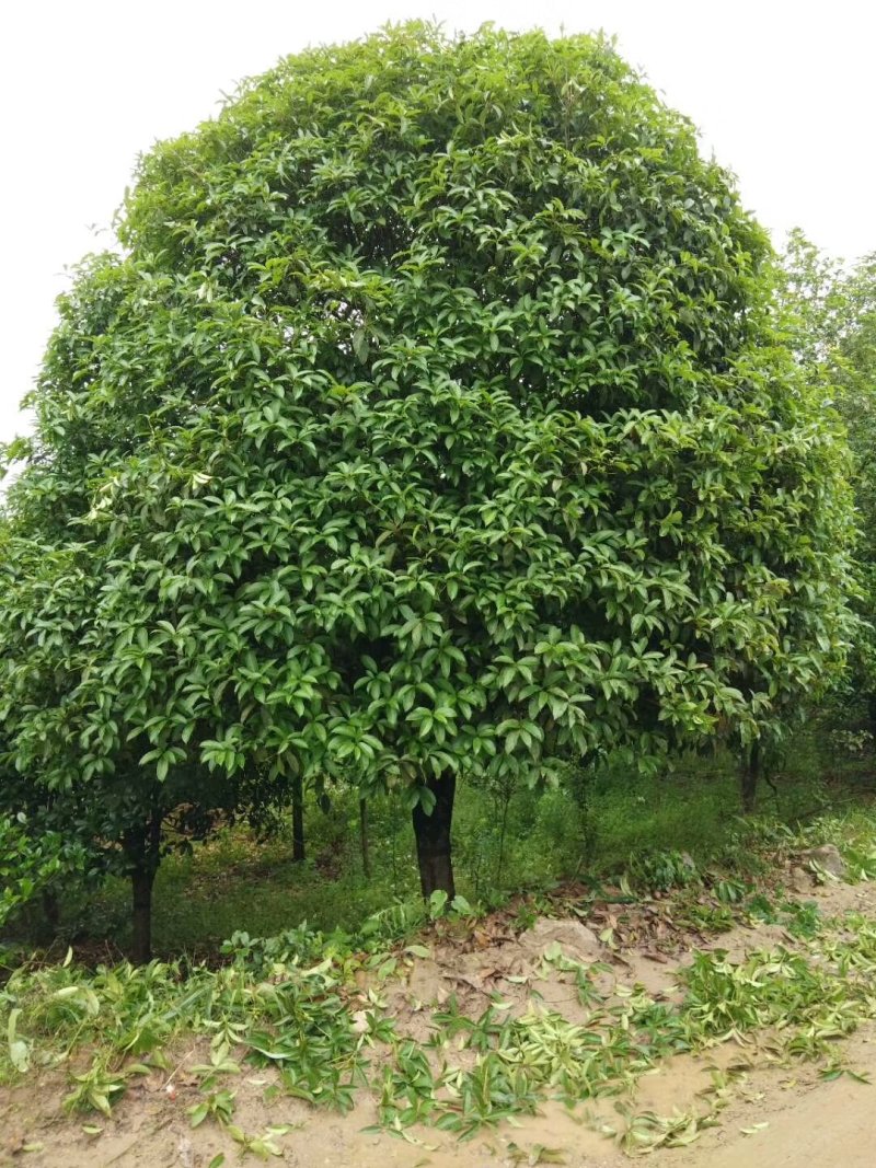 20公分桂花树，品质好，各种规格齐全，价格低。