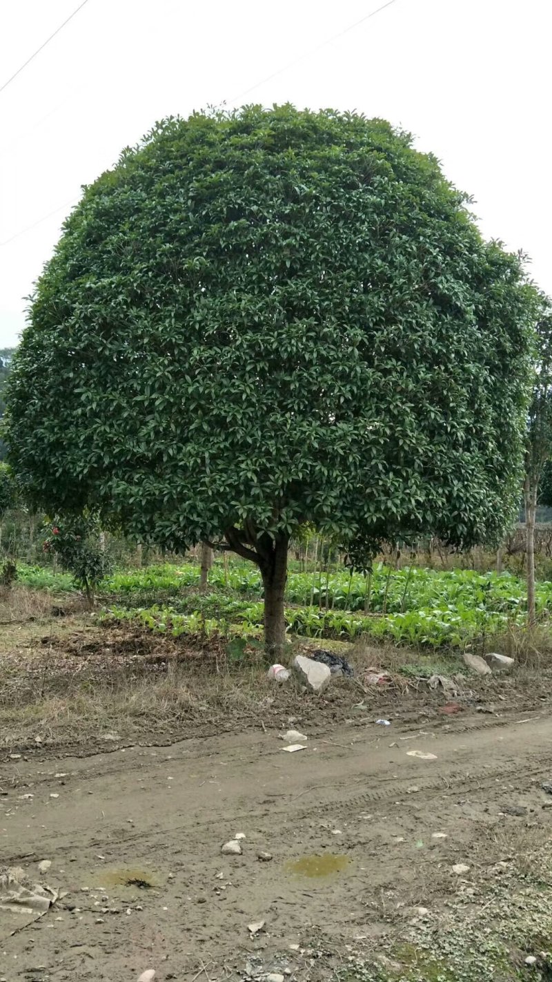 20公分桂花树，品质好，各种规格齐全，价格低。