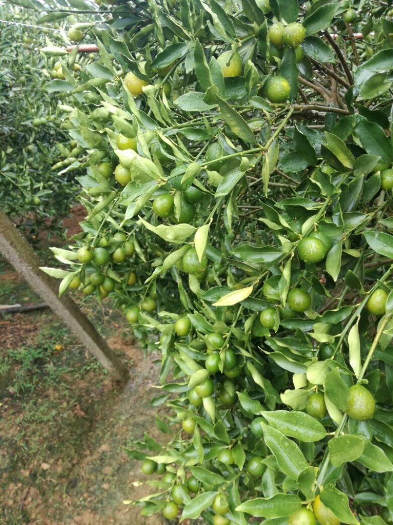 脆皮金桔