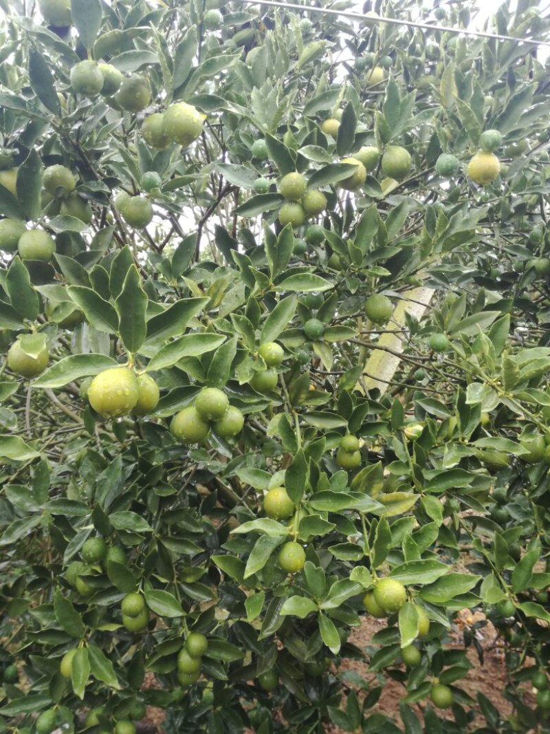 脆皮金桔