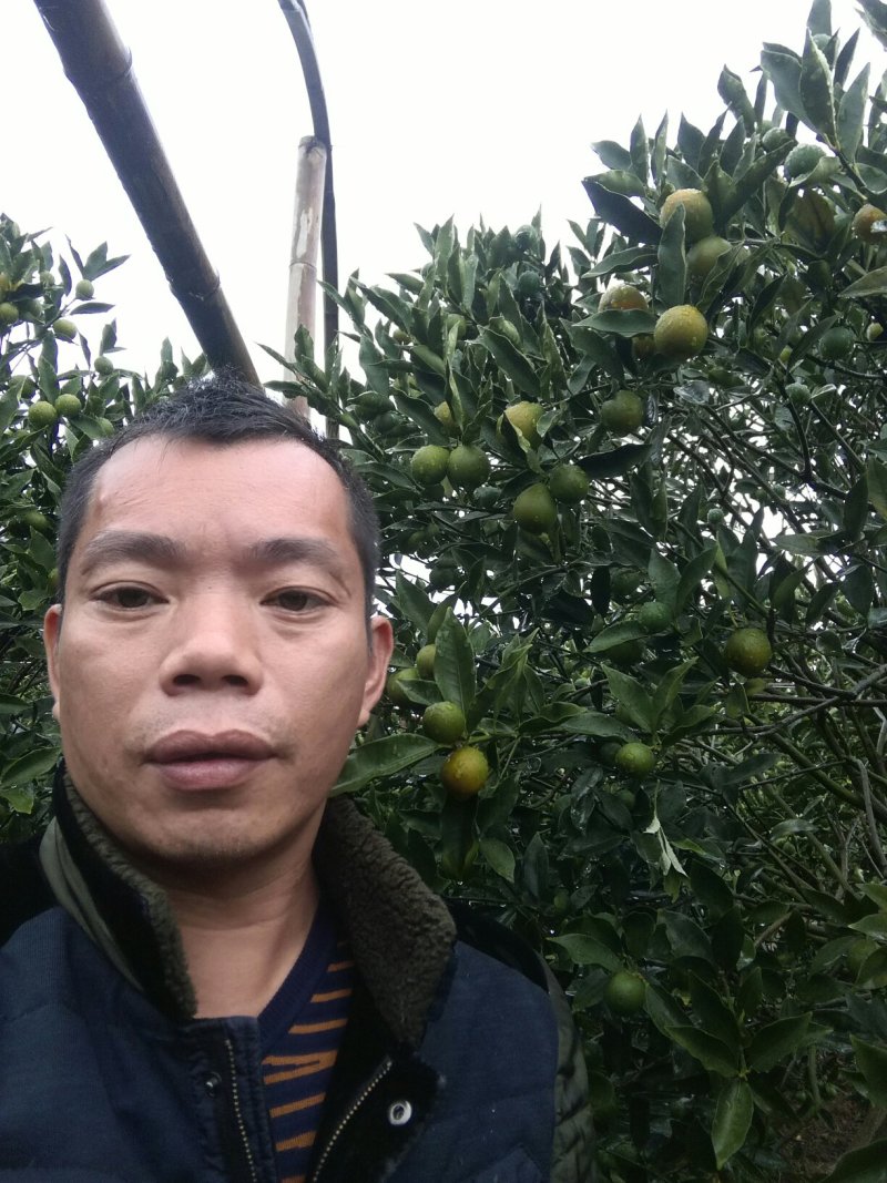 脆皮金桔