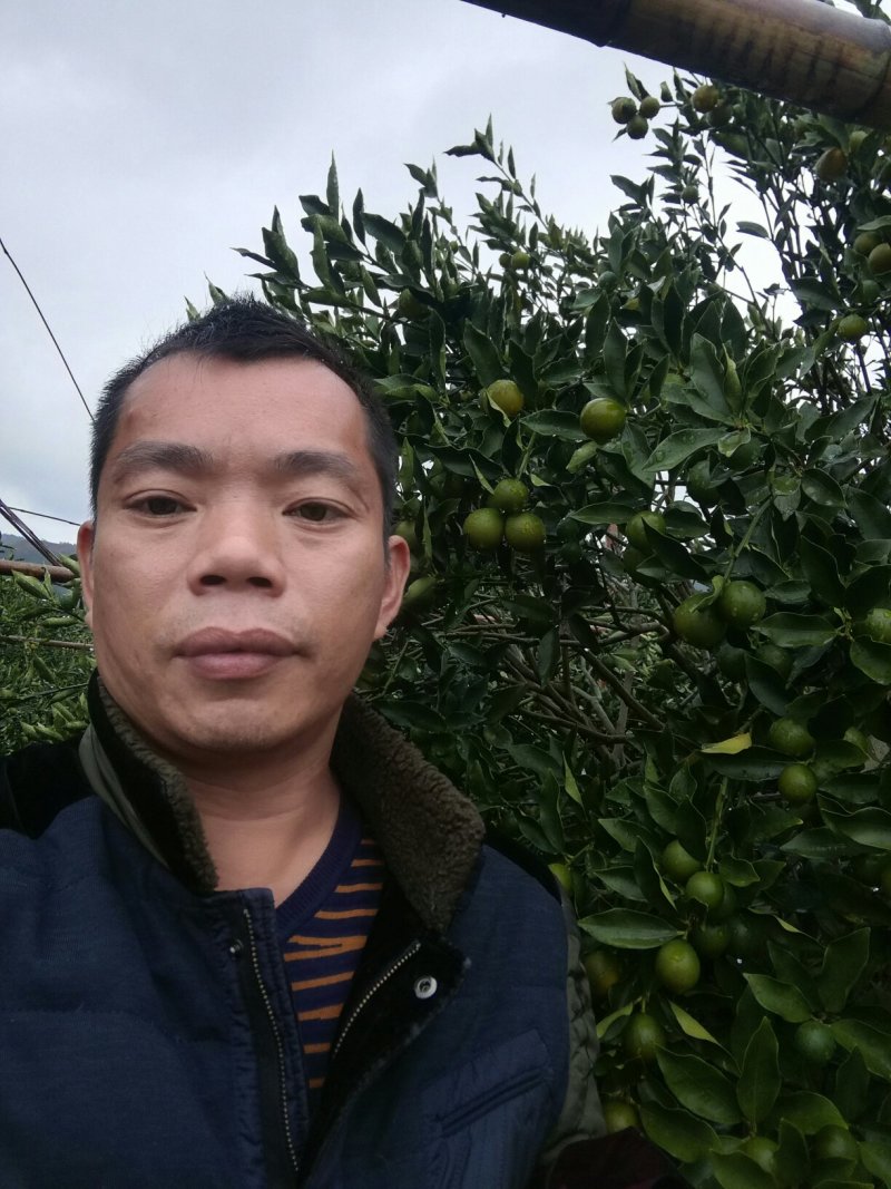 脆皮金桔
