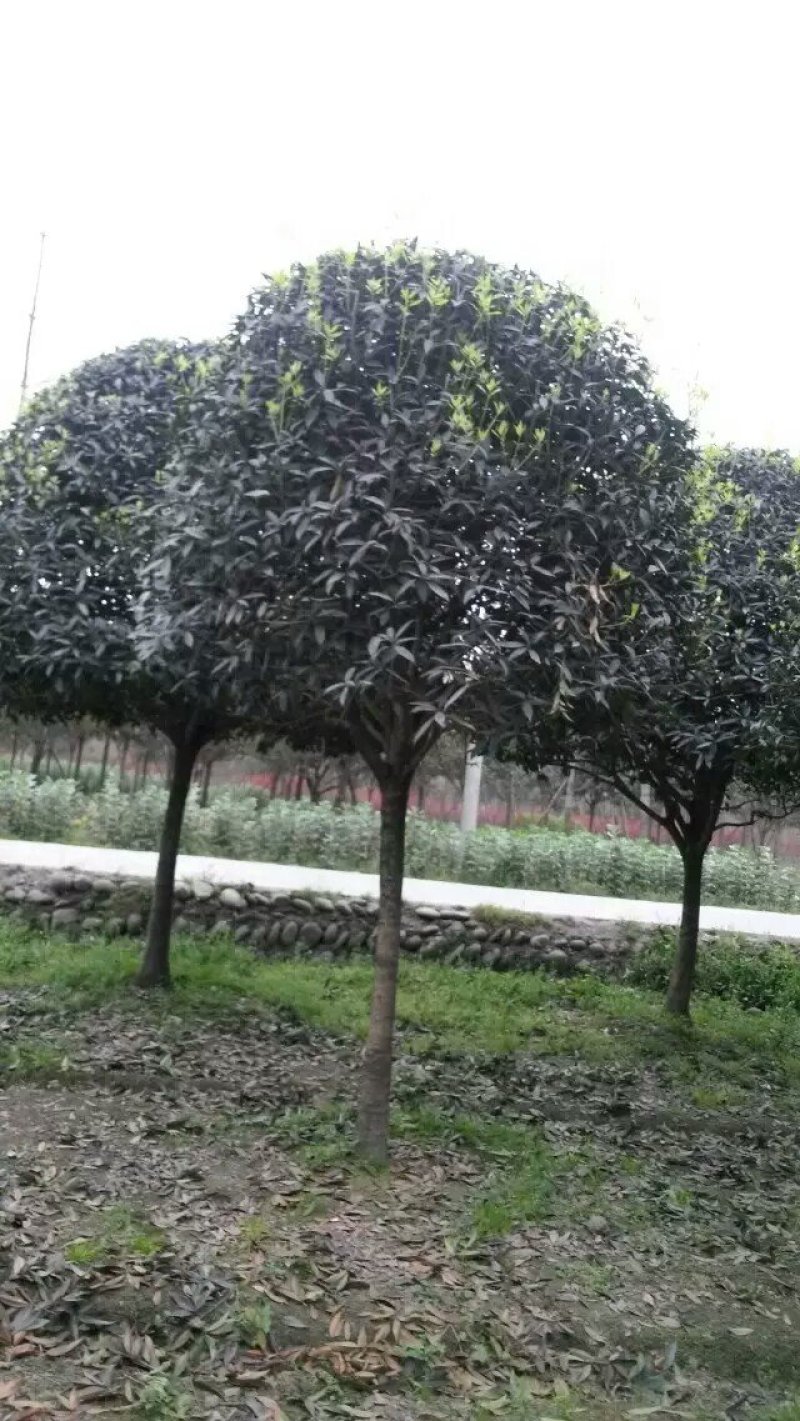 10公分桂花树，品质好，各种规格齐全，价格低。