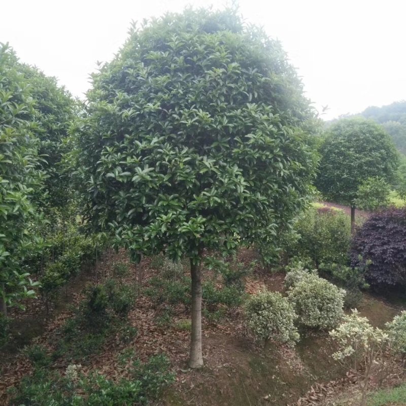 10公分桂花树，品质好，各种规格齐全，价格低。