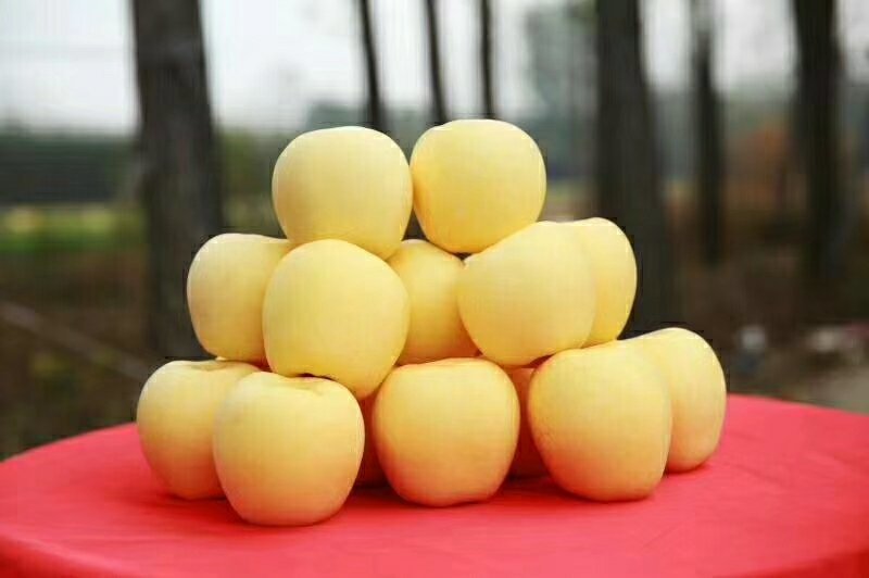 各品种苹果树苗秋后量大。保证品种，签订合同。需要的联系
