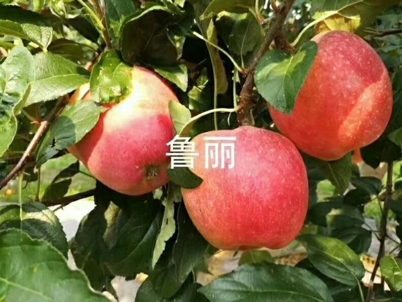 各品种苹果树苗秋后量大。保证品种，签订合同。需要的联系