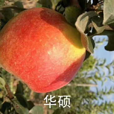 各品种苹果树苗秋后量大。保证品种，签订合同。需要的联系