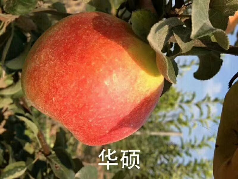 各品种苹果树苗秋后量大。保证品种，签订合同。需要的联系