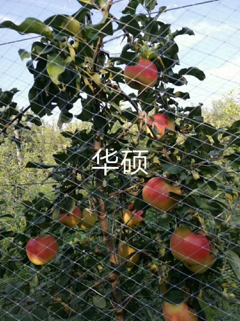 各品种苹果树苗秋后量大。保证品种，签订合同。需要的联系