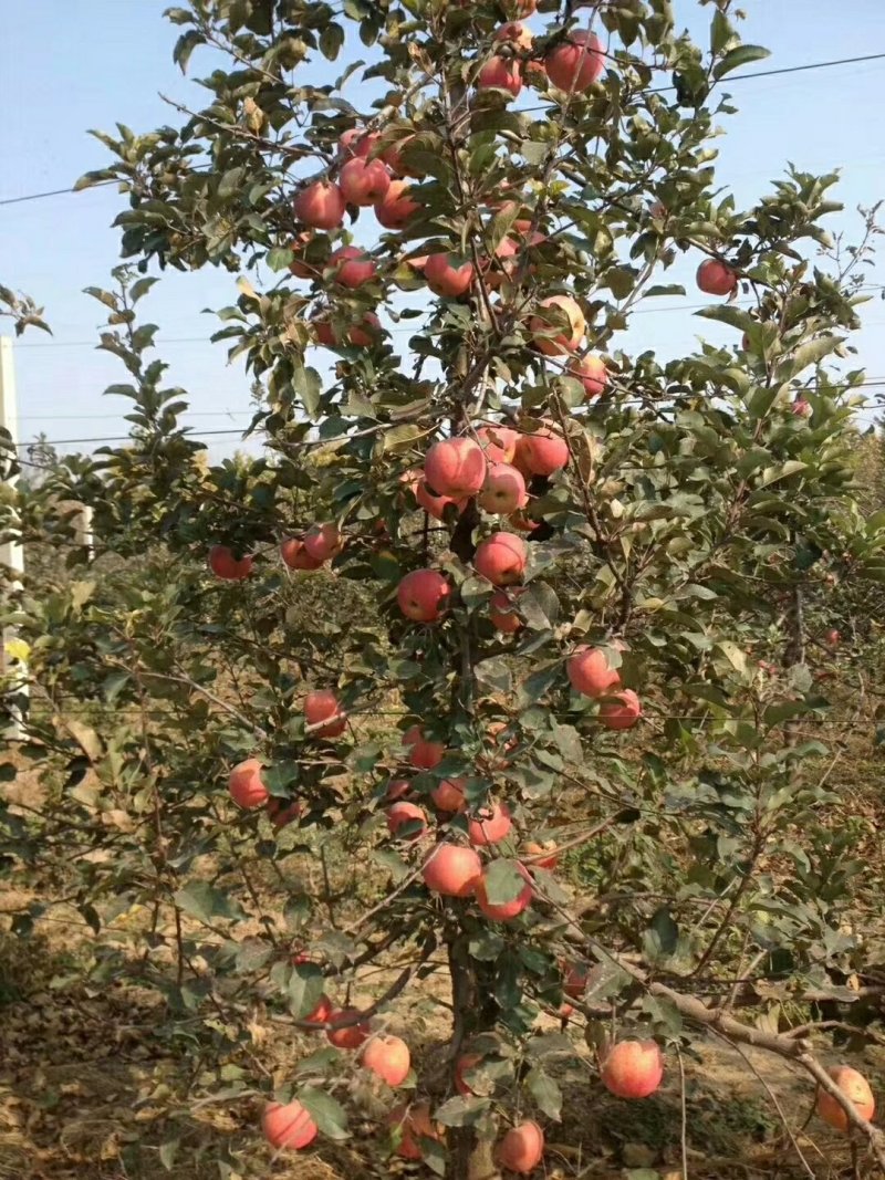 各品种苹果树苗秋后量大。保证品种，签订合同。需要的联系