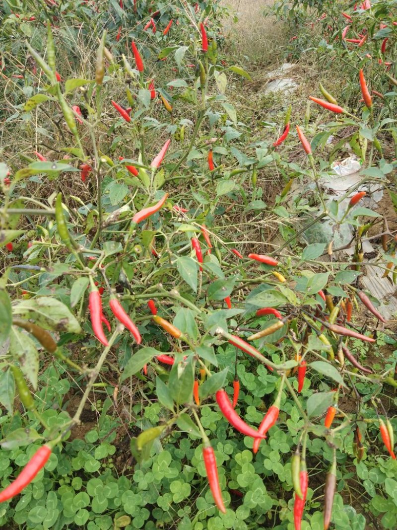 小米辣