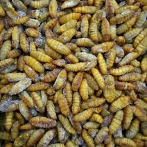 冷冻金丝蛹每件20公斤