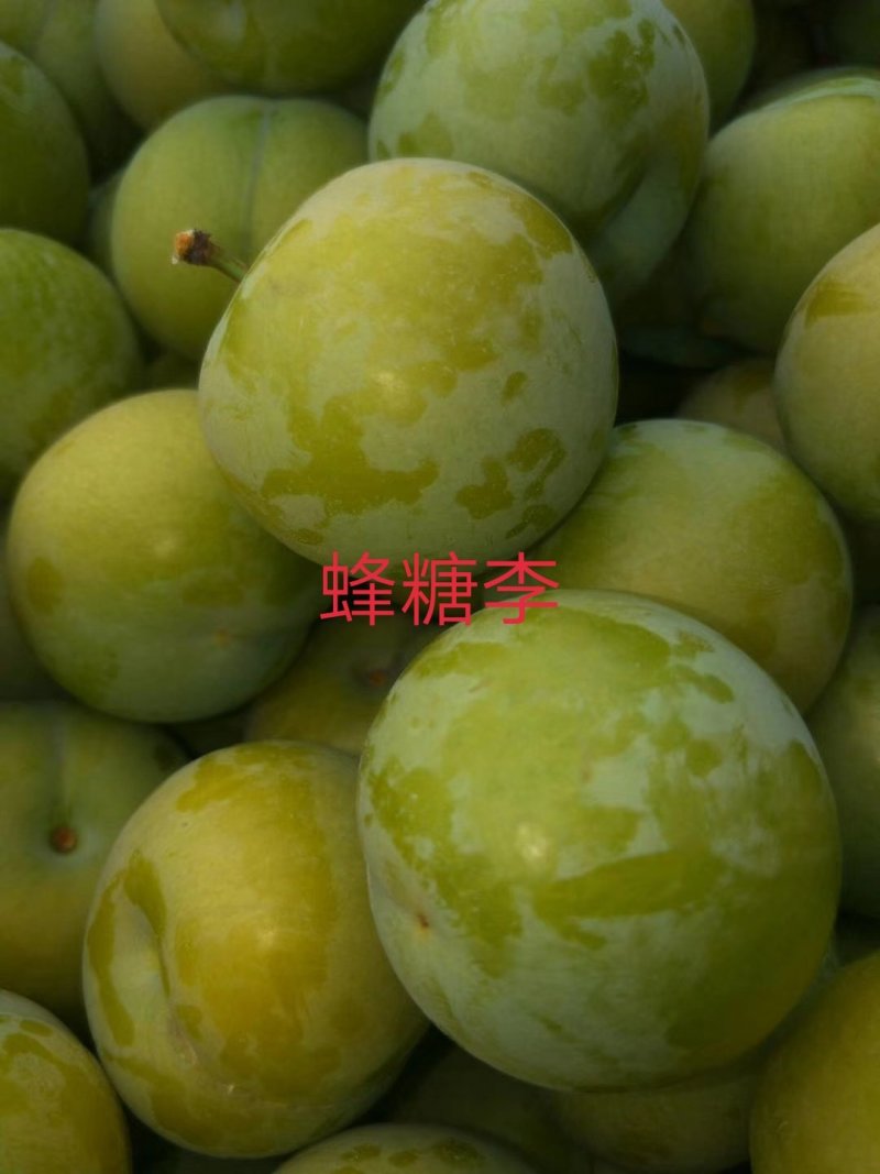 蜂糖李子苗\技术免费包品种包成活