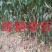 蜂糖李子苗\技术免费包品种包成活