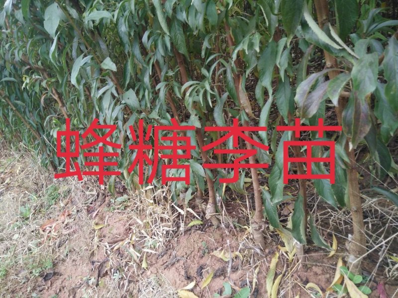 蜂糖李子苗\技术免费包品种包成活