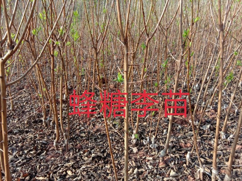 蜂糖李子苗\技术免费包品种包成活