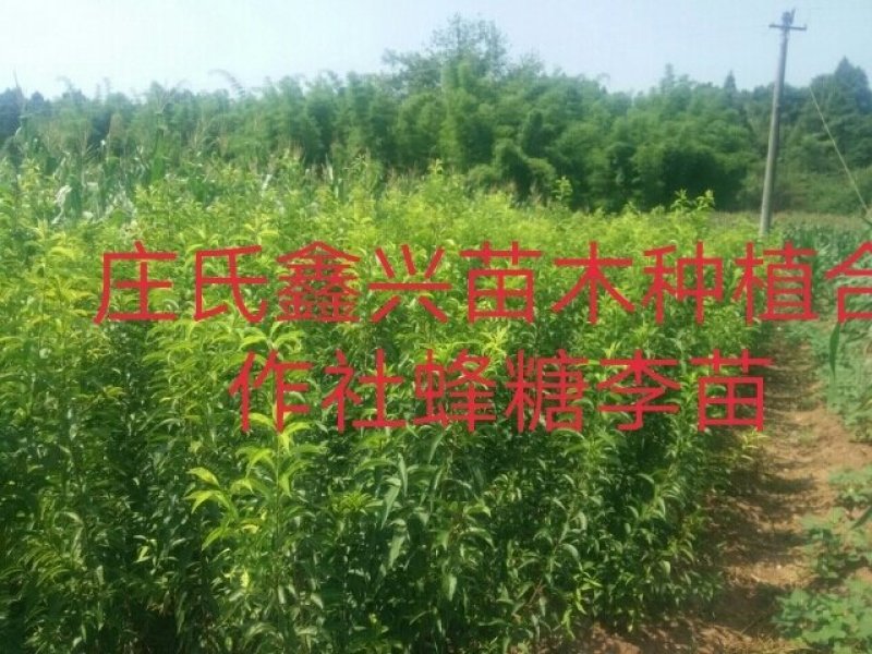 蜂糖李子苗\技术免费包品种包成活