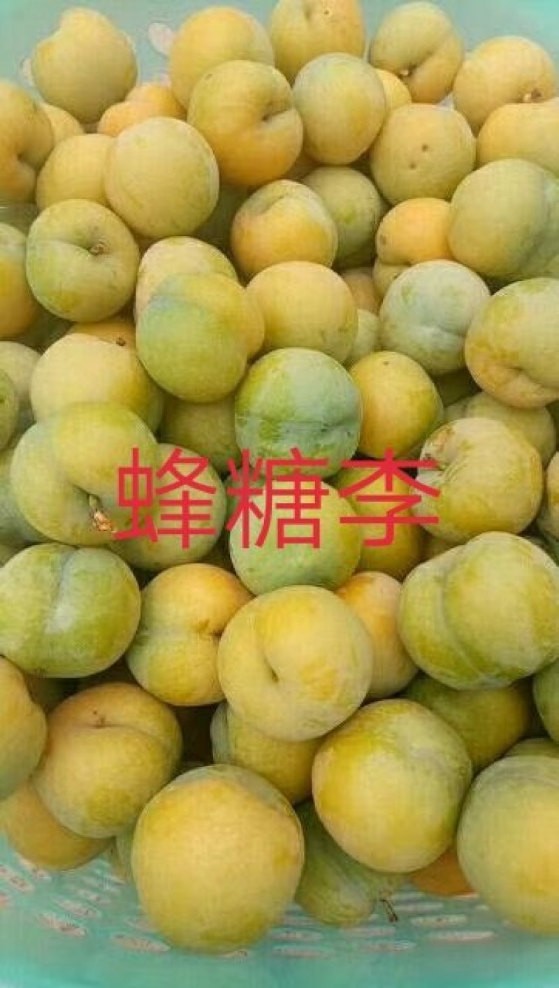 蜂糖李子苗\技术免费包品种包成活