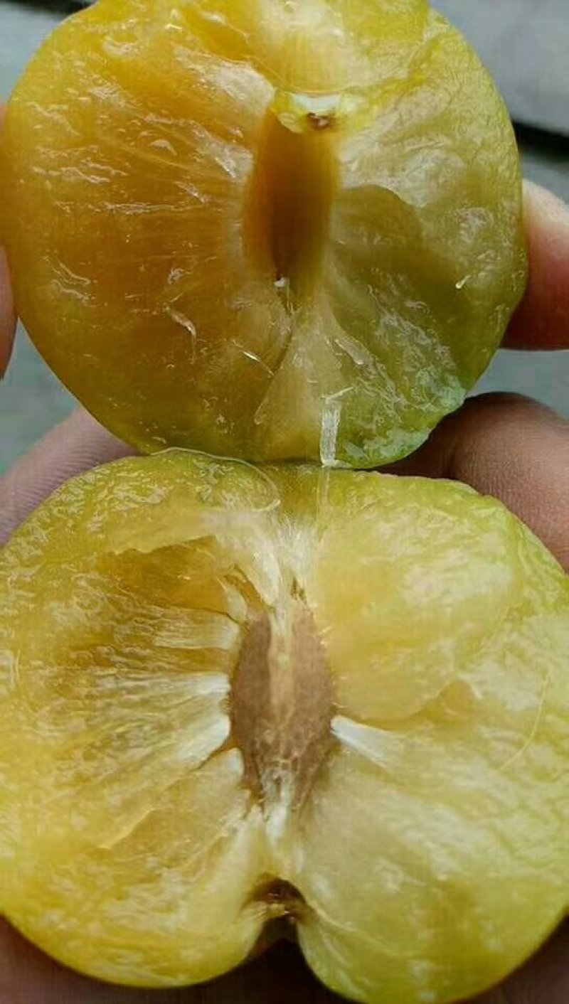 蜂糖李子苗\技术免费包品种包成活
