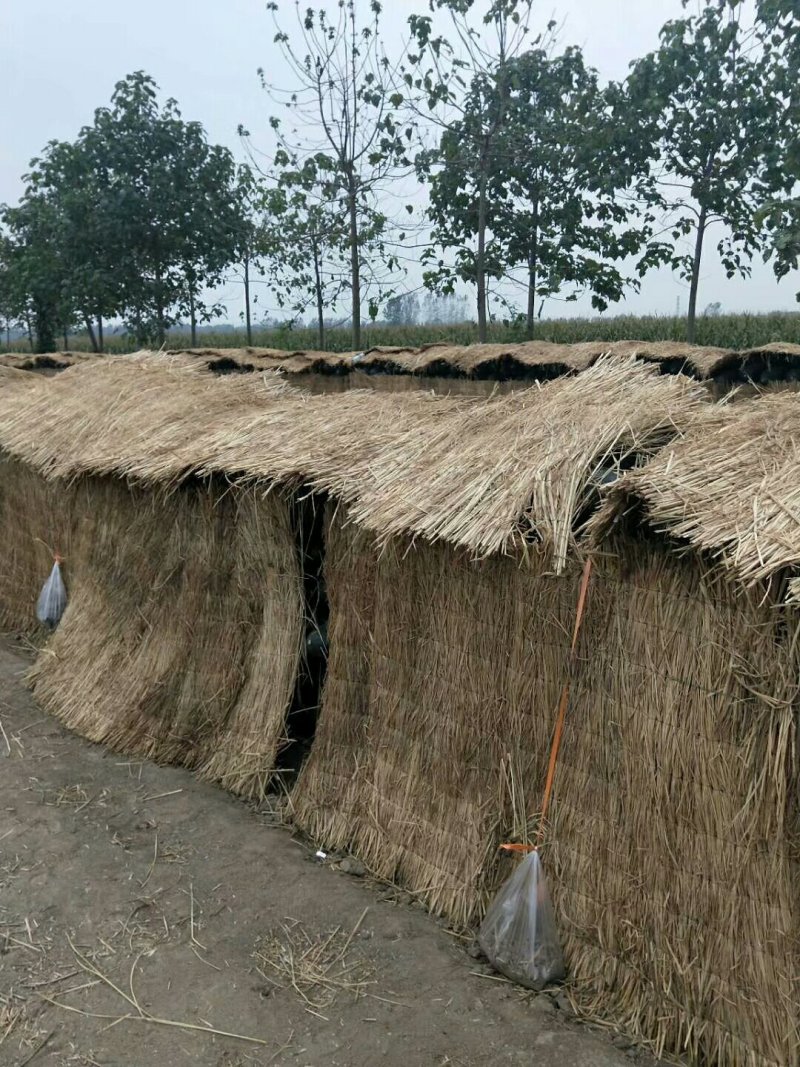 【黑皮冬瓜】河南郸城黑皮冬瓜，产地直销，黑皮冬瓜上市了，