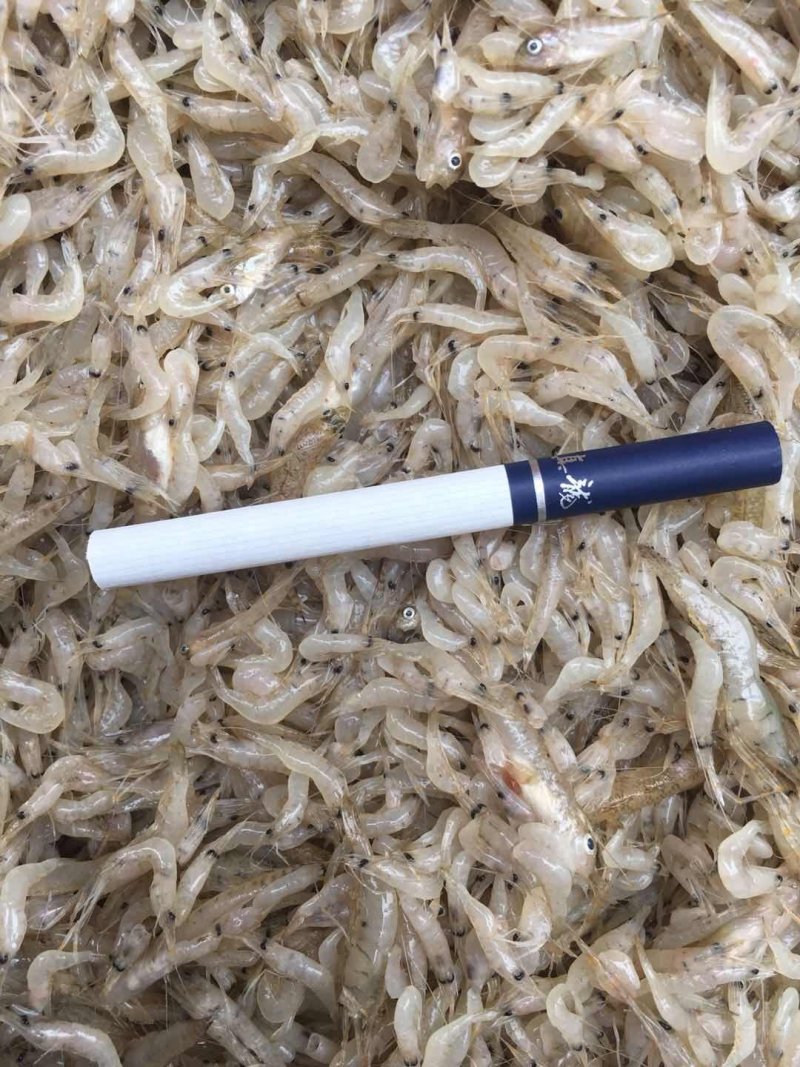野生谈水蓝刀鱼干。