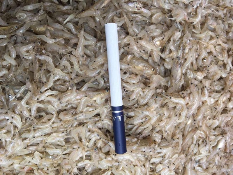野生谈水蓝刀鱼干。