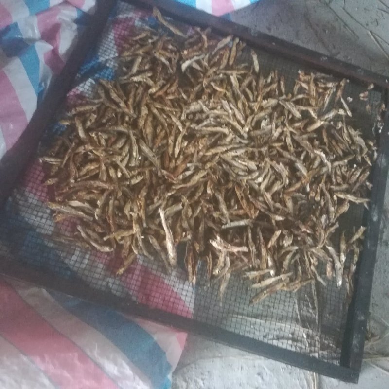 野生谈水蓝刀鱼干。