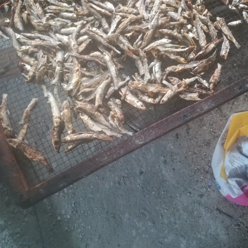 野生谈水蓝刀鱼干。