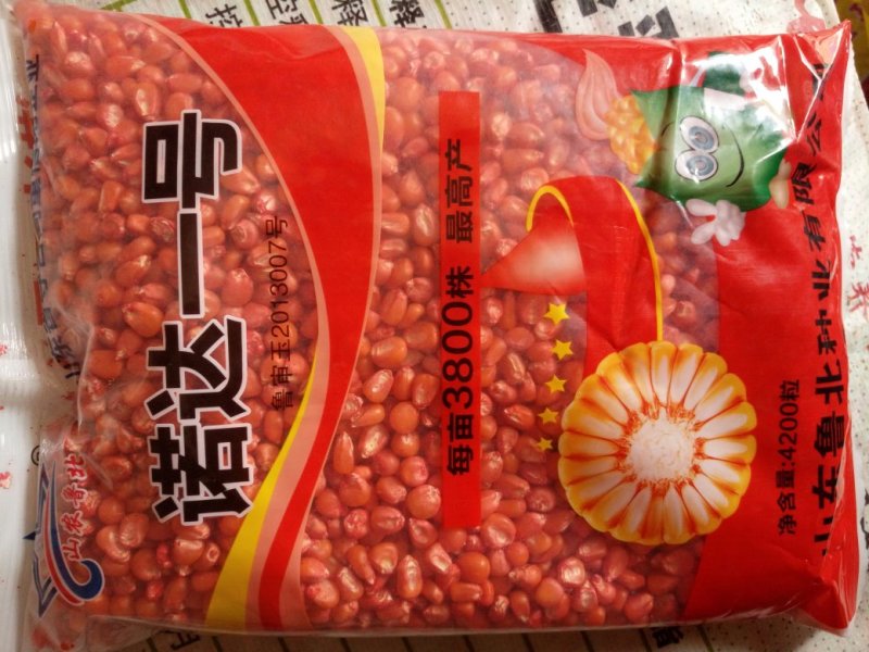 玉米种