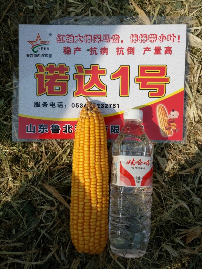 玉米种