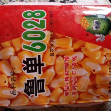 玉米种