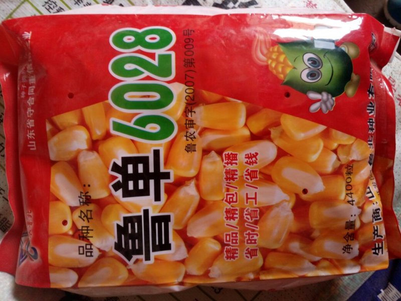 玉米种