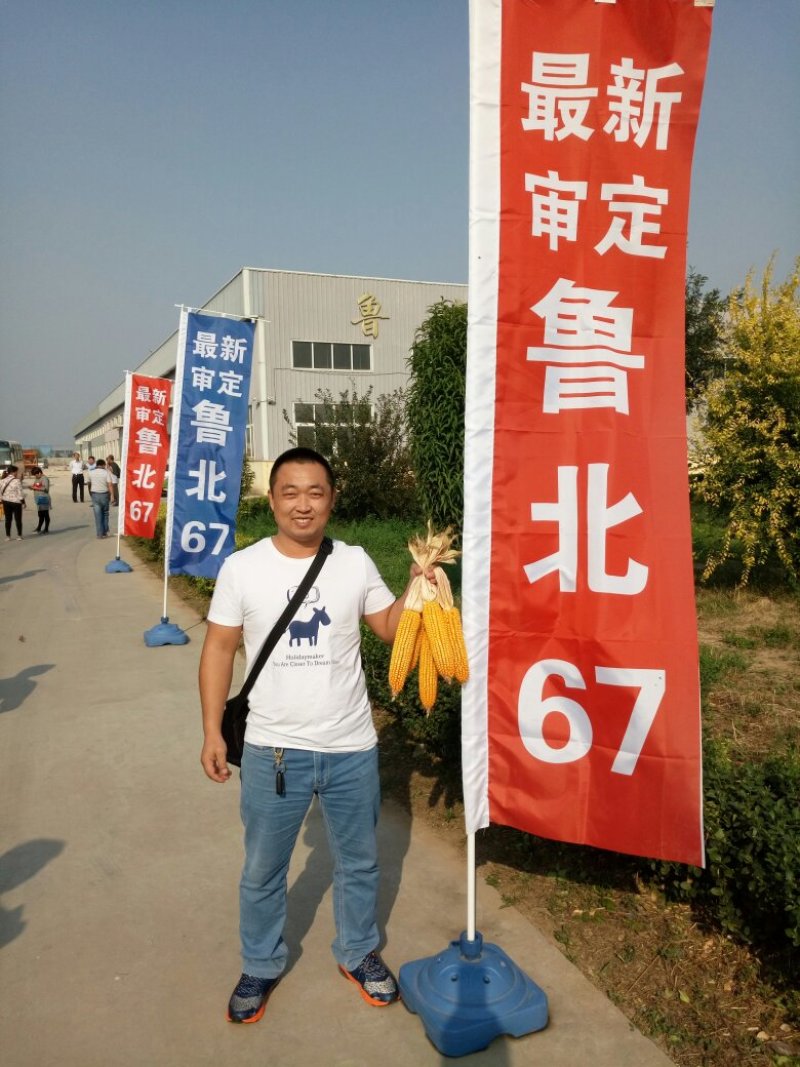 玉米种