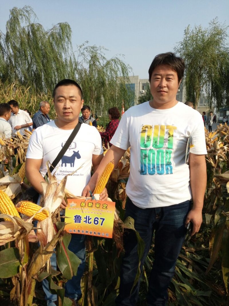 玉米种