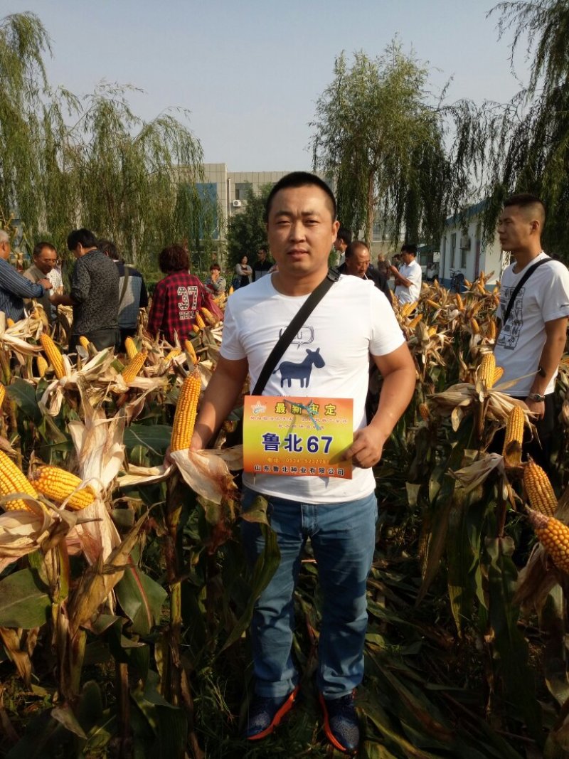 玉米种