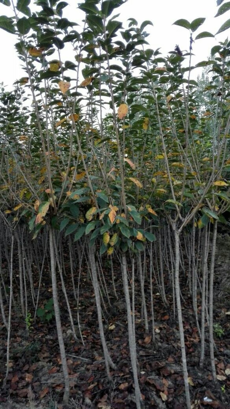 樱花苗（大花浓香型日本晚樱花）