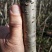 樱花苗（大花浓香型日本晚樱花）