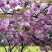 樱花苗（大花浓香型日本晚樱花）