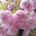 樱花苗（大花浓香型日本晚樱花）