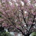 樱花苗（大花浓香型日本晚樱花）