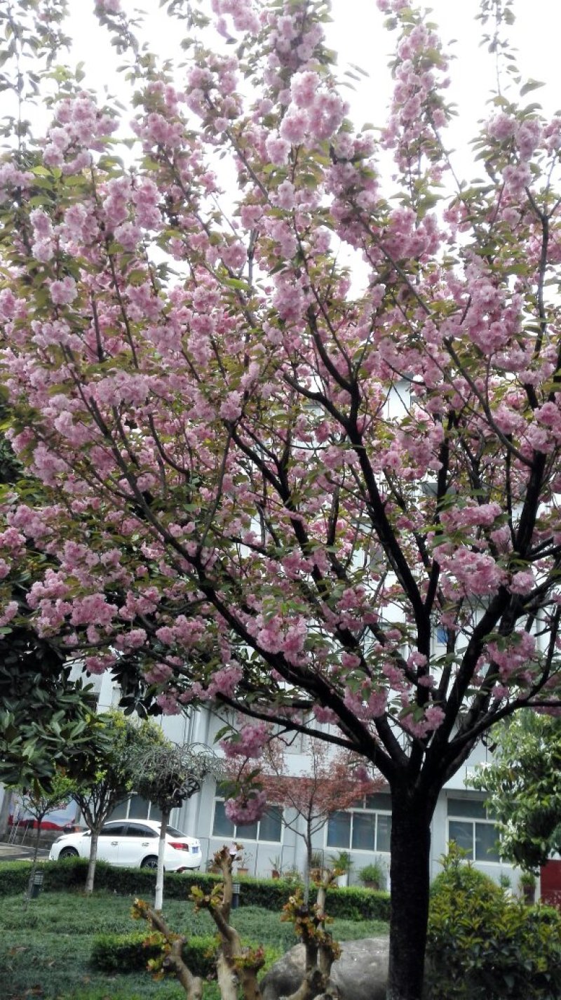 樱花苗（大花浓香型日本晚樱花）