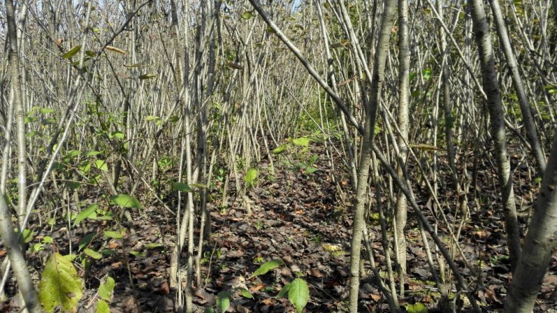 樱花苗（大花浓香型日本晚樱花）