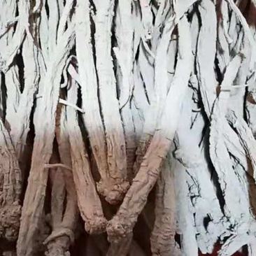白条党参