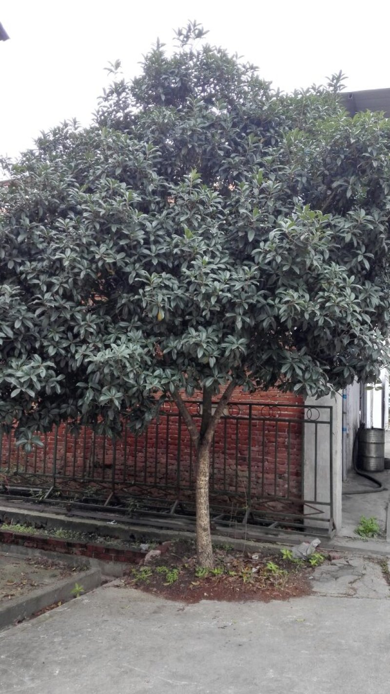 桂花苗（金桂浓香型嫁接大苗）