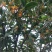 桂花苗（金桂浓香型嫁接大苗）