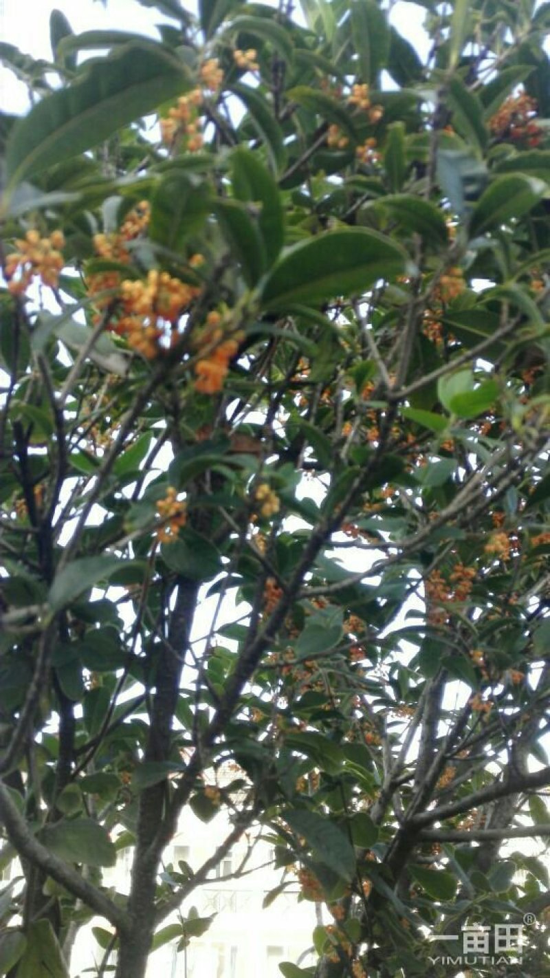 桂花苗（金桂浓香型嫁接大苗）