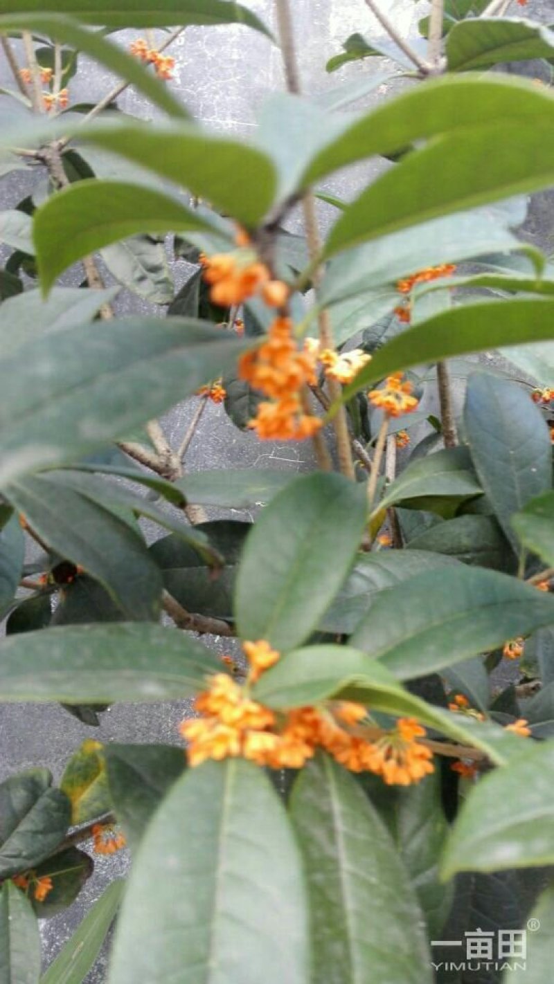 桂花苗（金桂浓香型嫁接大苗）