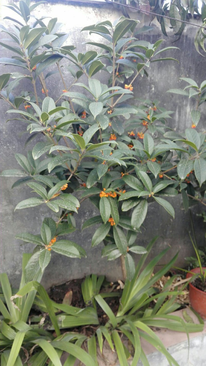 桂花苗（金桂浓香型嫁接大苗）